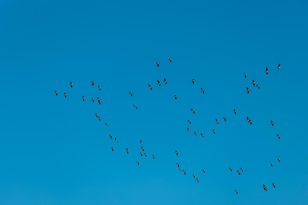 Zwerm vogels in de lucht