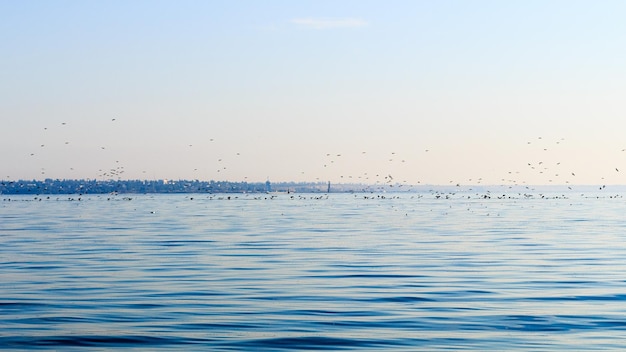 Zwerm vogels over de zee