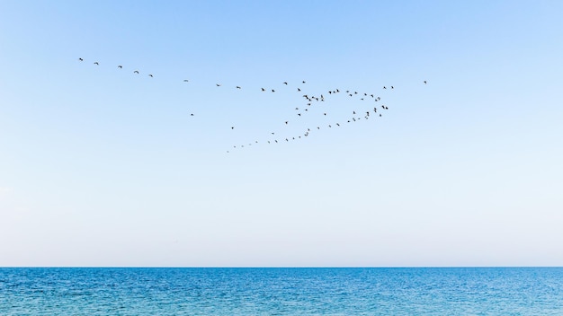 Zwerm vogels over de zee