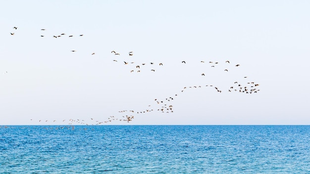 Zwerm vogels over de zee