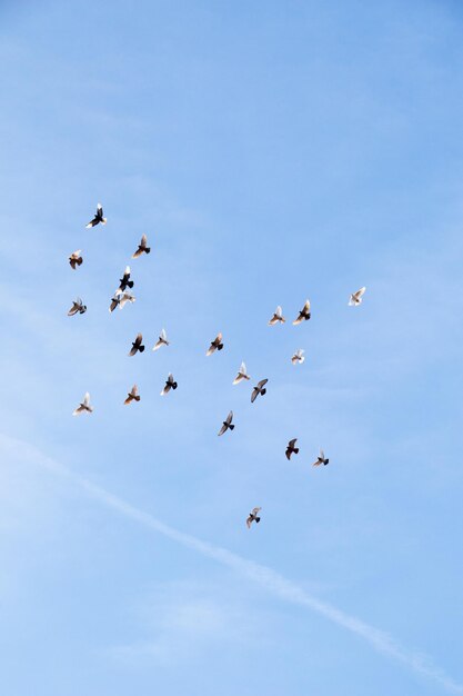 Zwerm vogels vliegen in de blauwe lucht