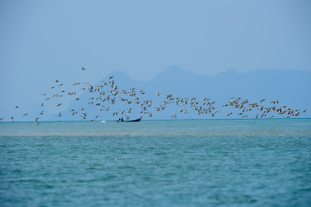 Zwerm vogels vliegen in de lucht