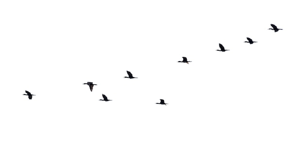 Zwerm vogels vliegen in een rij, hoge weergave silhouet groep vogels vliegen in een lijn prachtige natuur van dieren in het wild geïsoleerd op witte achtergrond