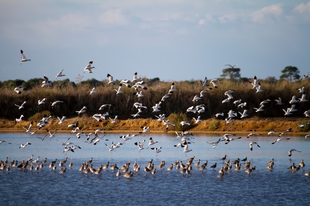 Zwerm vogels vliegen