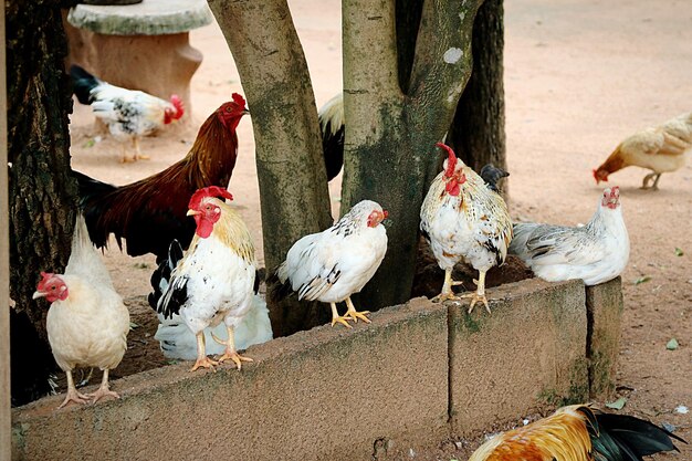 Foto zwerm vogels