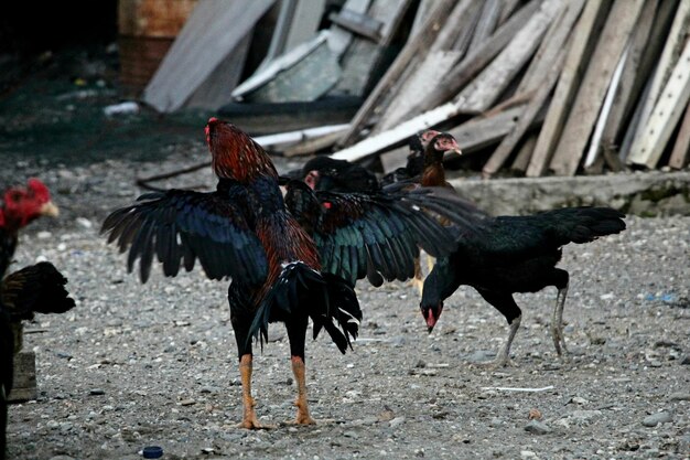 Foto zwerm vogels