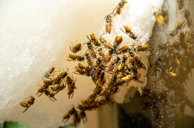 Zwerm wespen eet suikerspin