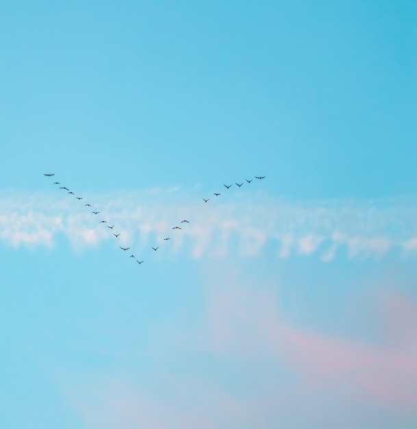 Zwerm wilde vogels vliegen in een wig tegen blauwe lucht met witte en roze wolken in zonsondergang