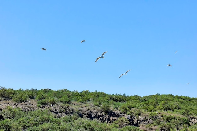 Zwerm zeemeeuwen die op een zomerdag met een heldere blauwe lucht over een vegetatiegebied in de buurt van de zee vliegen