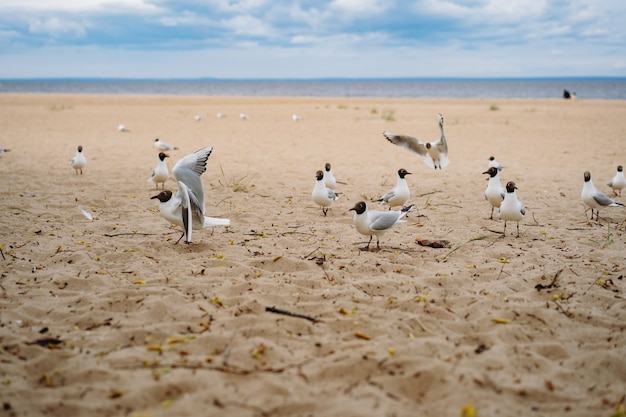 Zwerm zeemeeuwen die vechten voor voedsel op het strand aan zee