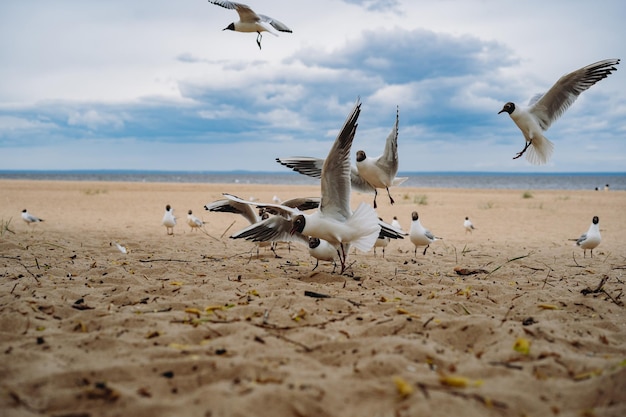 Zwerm zeemeeuwen die vechten voor voedsel op het strand aan zee