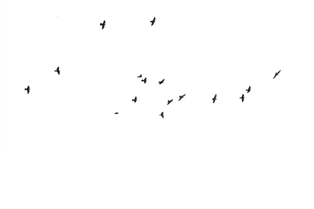 Foto zwermen vliegende duiven geïsoleerd