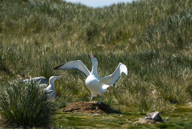 Zwervende albatrossen op het nest