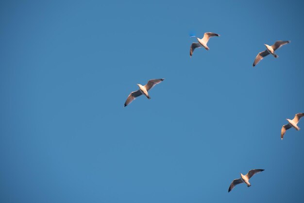 Zwevende meeuwen in de blauwe lucht