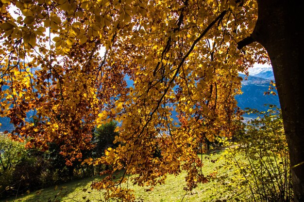 Zwitsers alpenlandschap in de herfst