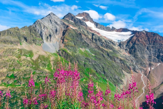 Zwitserse Apls-bergen in de zomer met wilde roze bloemen op de voorgrond