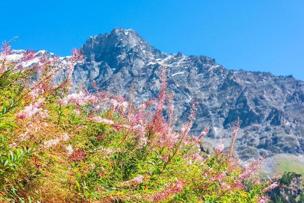 Zwitserse Apls-bergen in de zomer met wilde roze bloemen op de voorgrond