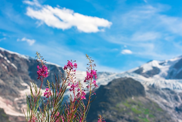 Zwitserse Apls met wilde roze bloemen