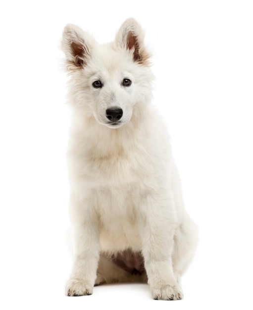 Zwitserse herder pup zitten kijken naar de camera geïsoleerd op wit