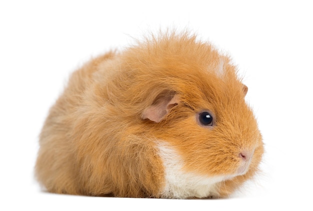 Zwitserse Teddy cavia, geïsoleerd op wit