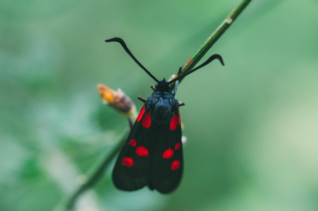 背景が非常に焦点が合っていない草の上の Zygaena filipendulae 昆虫