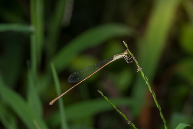 Zygoptera on plants