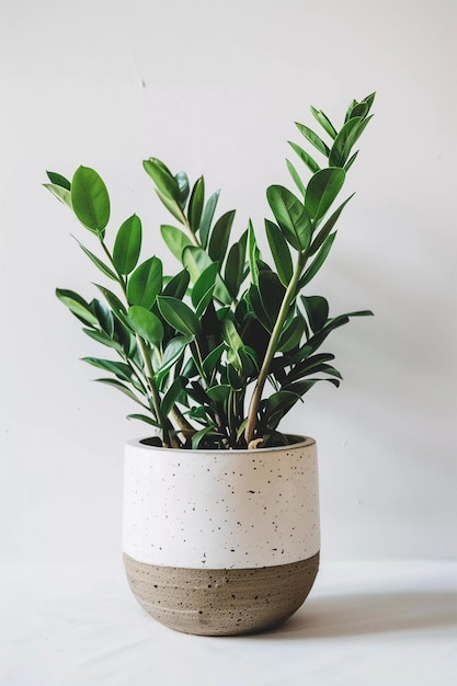 Photo zz plant in a pot against a white background