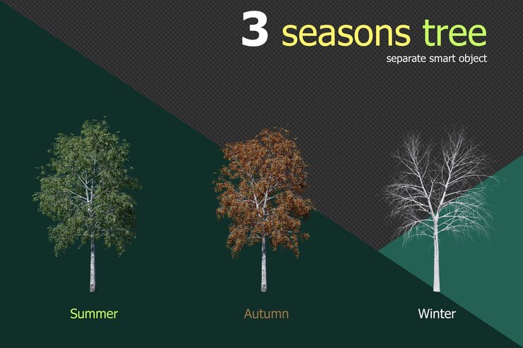 PSD 3 season set of birch tree transparent background