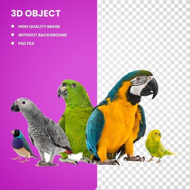 PSD 3d amazone papegaai cockatiel bird companion papegaai