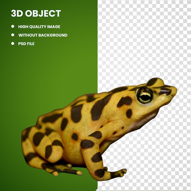 PSD 3d american bullfrog panamanian golden frog true frog poison dart frog