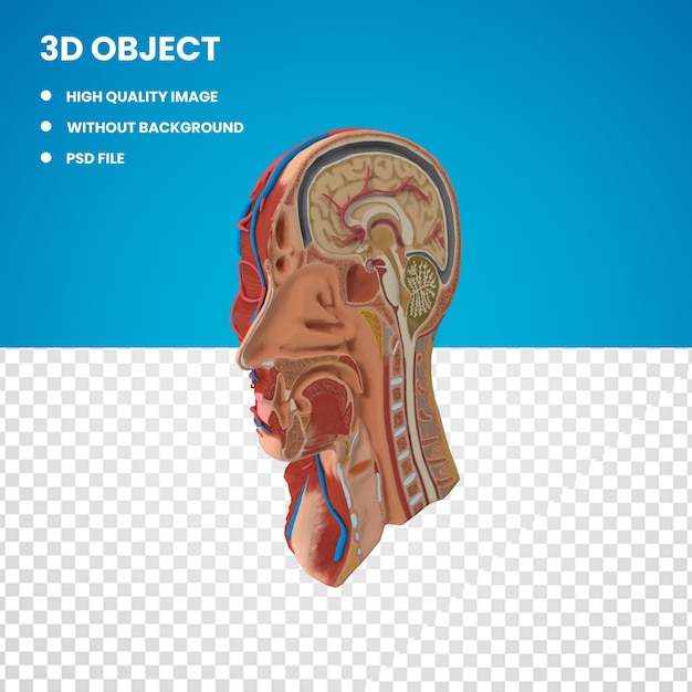 PSD 3d anatomie hoofd cutaway