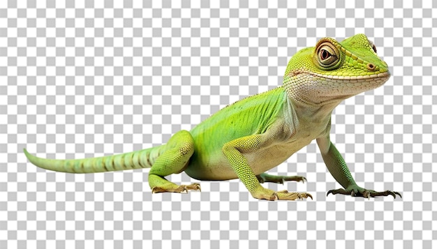 PSD 3d anole png przejrzysta wysoka jakość