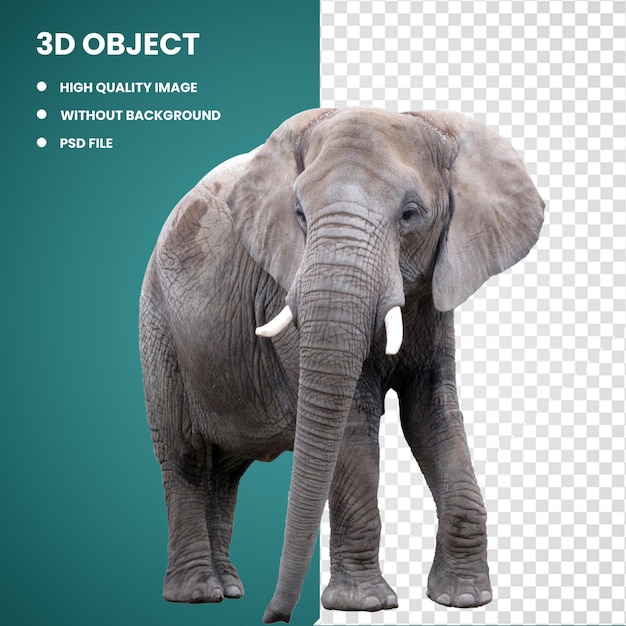 PSD 3d asian elephant african elephant graphy