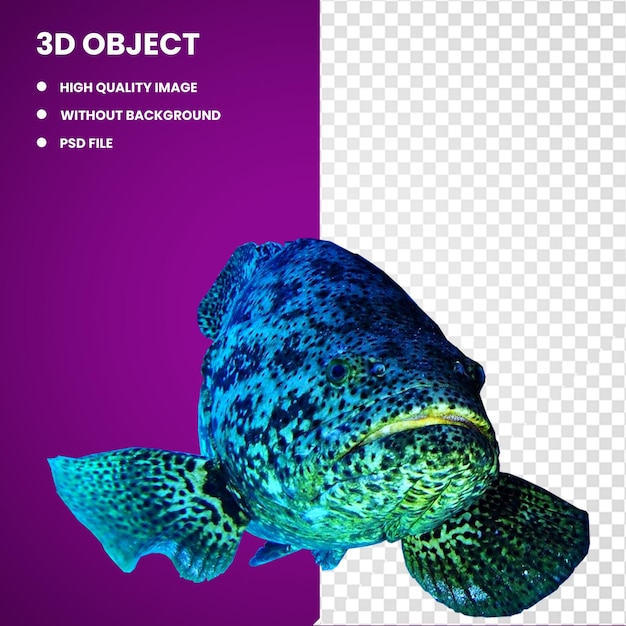 PSD 3d cernia golia dell'atlantico cernia golia del pacifico cernia golia del belize barrier reef pesce cernia gigante