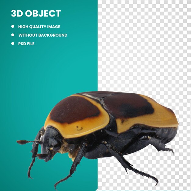 PSD 3d beetle