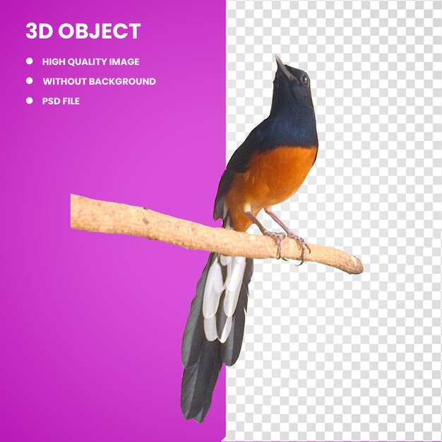 PSD 3d bird owl white rumped shama magpie robin passerine