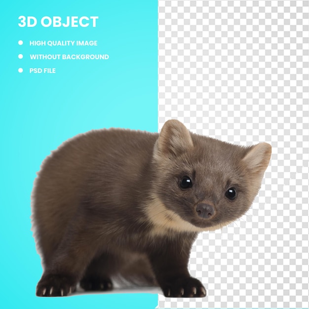 PSD 3d blac footed ferret european pine marten mink american marten