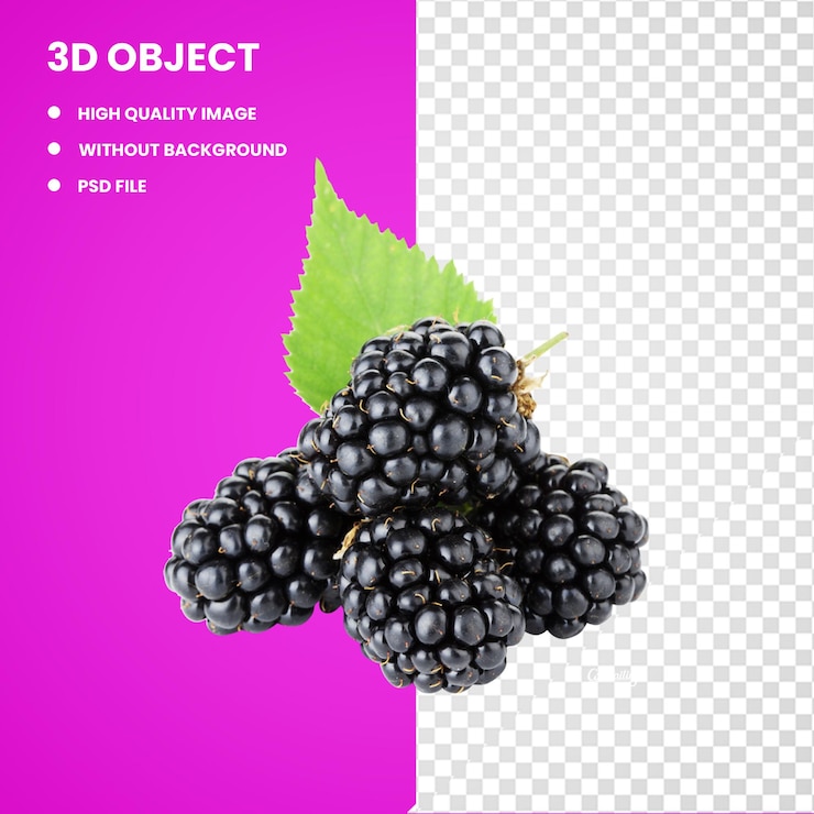 3d BlackBerry Fruit blackberry natural Foods