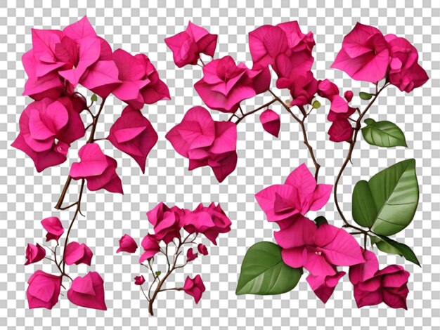 PSD 3d della collezione bougainvillea su sfondo bianco