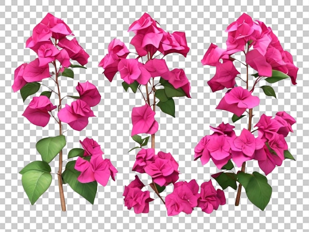 PSD 3d della collezione bougainvillea su sfondo bianco