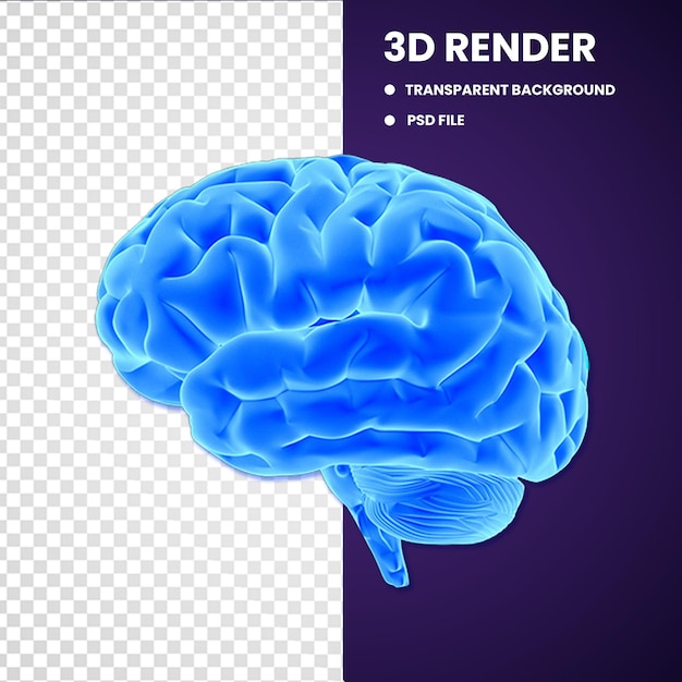 PSD 脳の3dオブジェクト