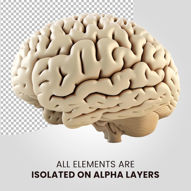 3d brain plastic isolated on alpha layers png