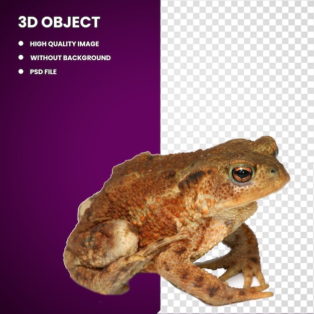 3d brown and red toad true frog amphibian toad amphibious frog