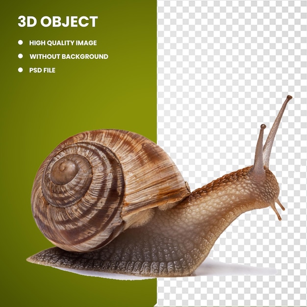 3d brown snail illustration bee cone snails wirelesshart snails