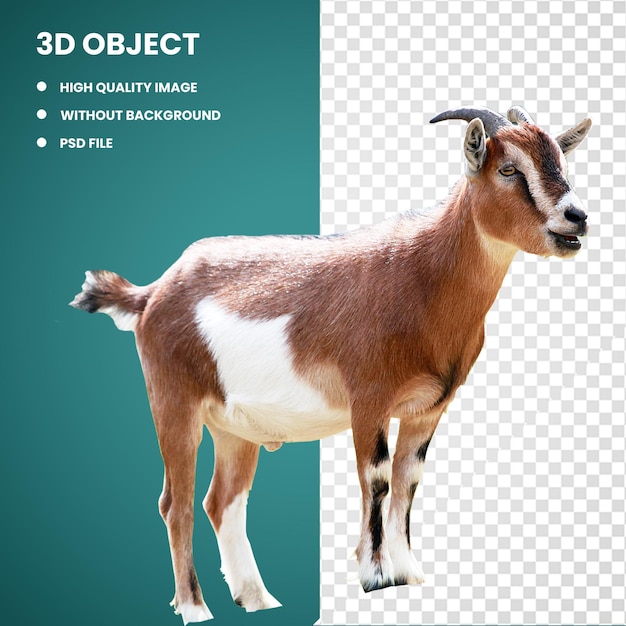 3d Brown and white goat