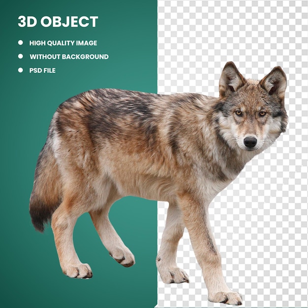 PSD 3d brown wolf walking