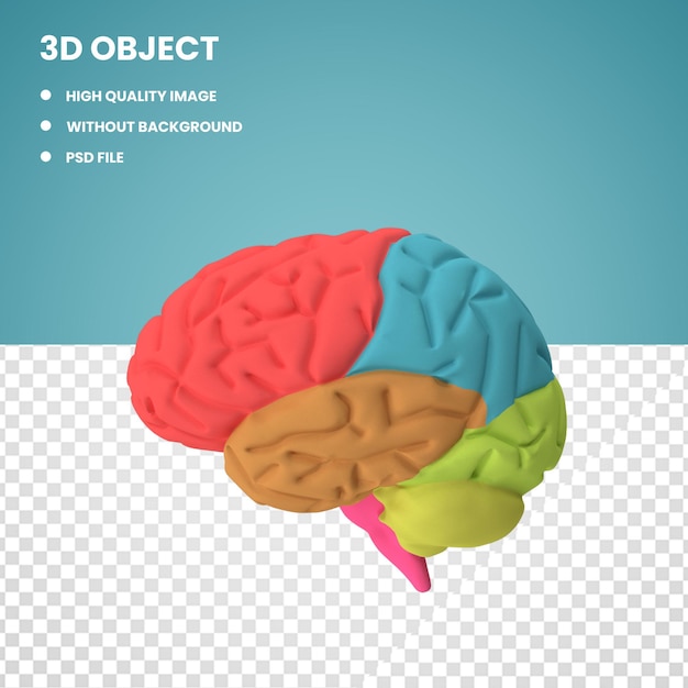 3d красочный человеческий мозг