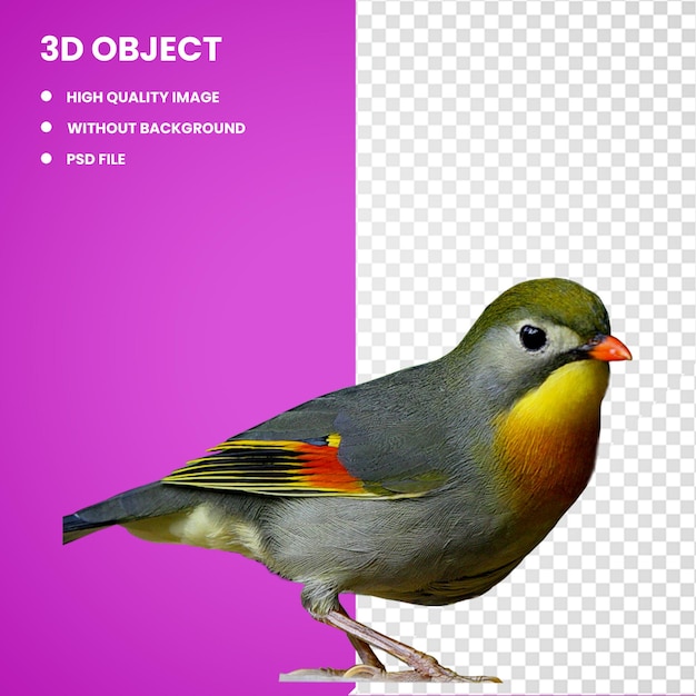 PSD 3d common nightingale european robin bird finch