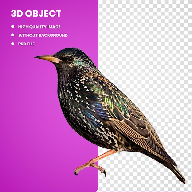 PSD 3d common starling bird