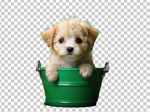 PSD 3d dog in bucket